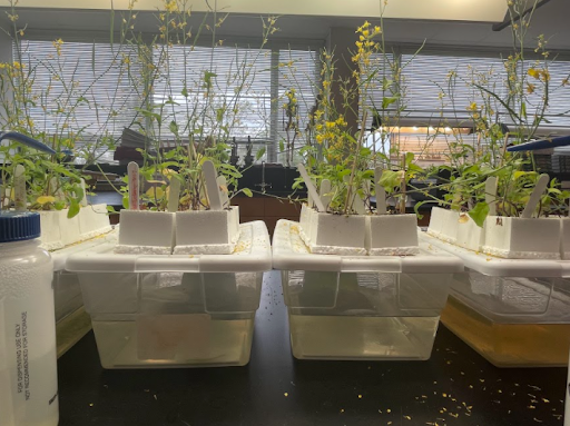 A biology lab at Deerfield to study fast plant growth. Image courtesy of Gabriella Rodriguez.
