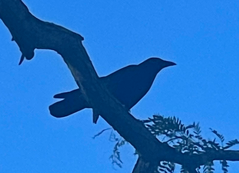 An American Crow, perched. Image by Gabriella Rodriguez.